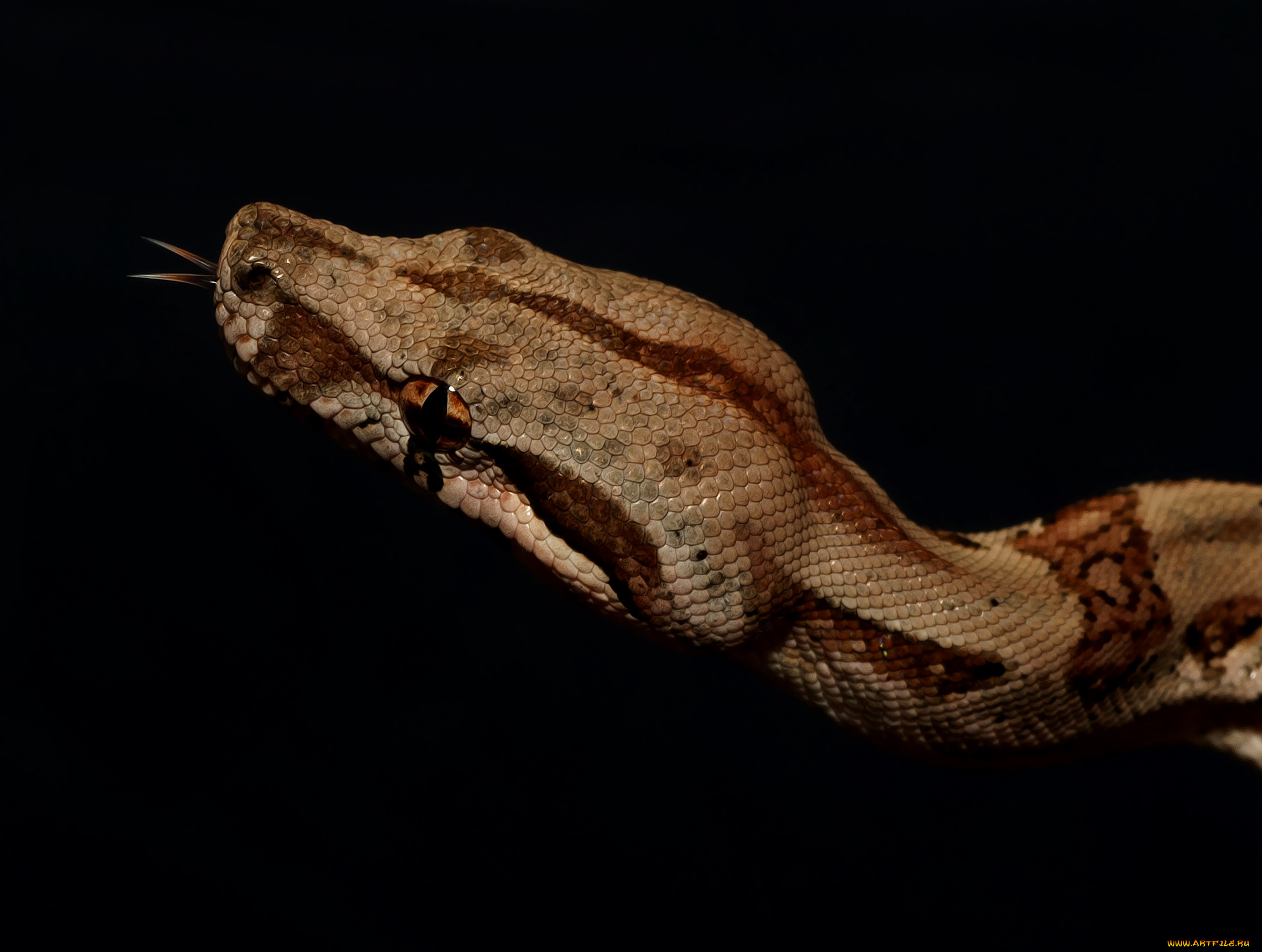 boa constrictor, , ,  ,  , 